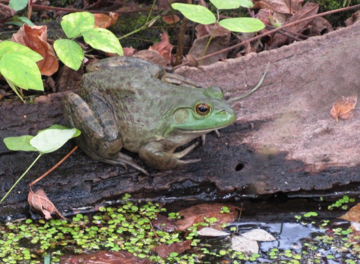 American Bullfrog